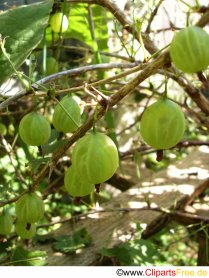 Stachelbeeren im Garten foto für Unterricht