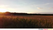 Field in the evening photo