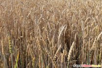 Grain Field Photo Free