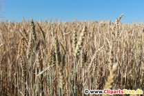 Getreide Foto, Bild kostenlos