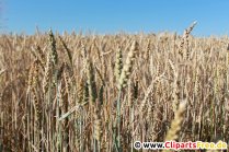 Foto di cereali, foto gratis