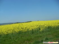 Colza, foto de campo, foto gratis