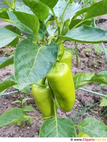 Foto grüne Paprika kostenlos