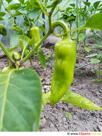 Green pepper in the garden picture, photo, graphic for free