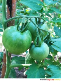 Green tomatoes picture, photo, graphic for free