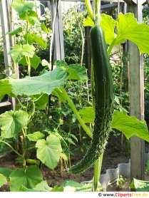 Cucumber in the greenhouse image, photo, graphic for free