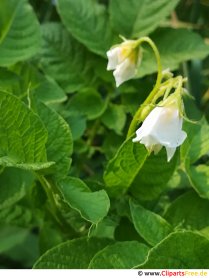 Potato blossom picture, photo, graphic for free