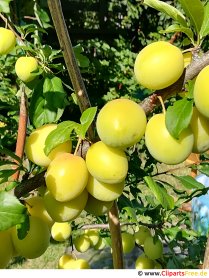 Ciruelas cereza imagen, foto, gráfico gratis