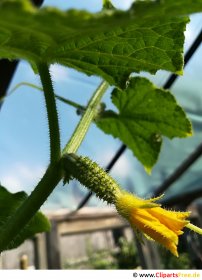 Kleine Gurke mit Blüte Bild, Foto, Grafik kostenlos