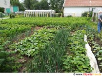Kleingarten mit Gemüse neben Haus Foto