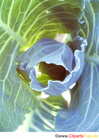 Cabbage in the garden picture for free