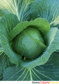 Cabbage photo clip for free
