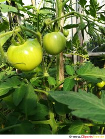 Imagen de tomate verde, foto, gráfico gratis