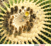 Echinocactus Grusonii Mexico Foto kostenlos