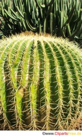 Kasktus Echinocactus Grusonii Bild gratis