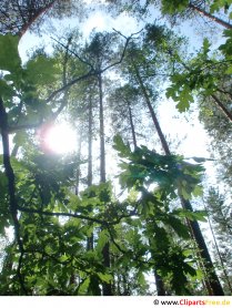 Bäume im Wald im Sommer Foto, Bild, Grafik kostenlos