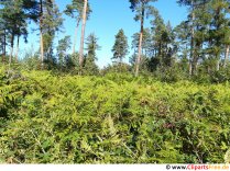 Папрат в гората изображение безплатно