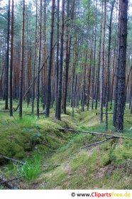 Image de la forêt de pins, photo gratuite