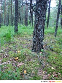 Forêt de pins Photo, image, graphique gratuitement