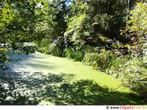 Езерце с водорасли в гората безплатна снимка