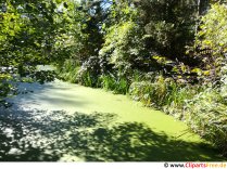 Teich mit Algen im Wald Foto kostenlos