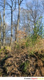 Wald im Frühling Foto kostenlos