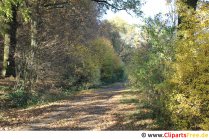 Wald im Herbst Foto, Bild, Grafik kostenlos