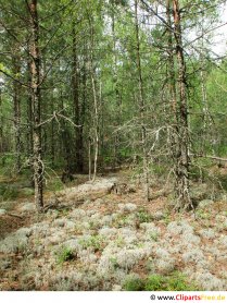 Лес летом в Восточной Европе фото, рисунок, графика бесплатно