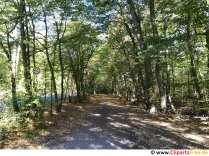 Weg im Wald am sonnigen Tag Foto kostenlos