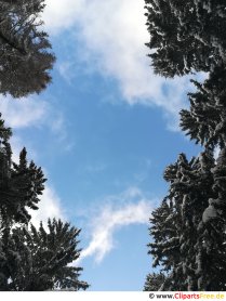Небо между дърветата снимка, снимка, графика безплатно