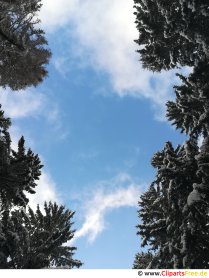 Nebo med drevesi slika, fotografija, grafika brezplačno