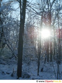 Sonne zwischen den Bäumen Bild, Foto, Grafik kostenlos