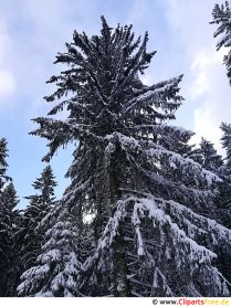 Abeto en invierno, imagen de nieve, foto, gráficos gratis