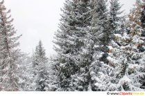 Abetos en la nieve Imagen, foto, gráfico gratis