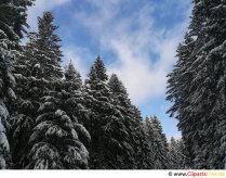 Sapins en hiver Image gratuit, photo, graphique