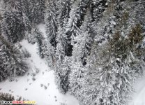 Sapins en hiver Photo gratuite