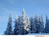 Tannenbäume mit Schnee bedeckt Foto kostenlos