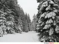 Bosque en invierno Imagen, foto, gráfico gratis