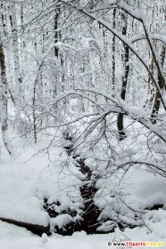 Skov om vinteren. Foto gratis