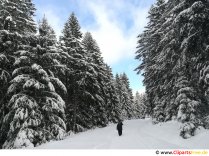 Wandern im Wald im Winter Bild, Foto, Grafik kostenlos