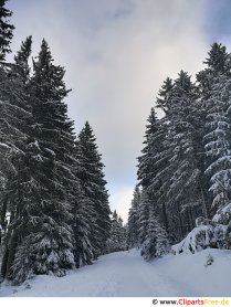 Wanderweg im Wald im Winter Bild, Foto, Grafik kostenlos