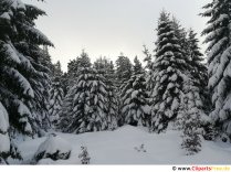 Hiver dans les montagnes du Harz Photo, image, graphique gratuit