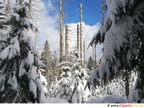 Winterwald Bild, Foto, Grafik kostenlos