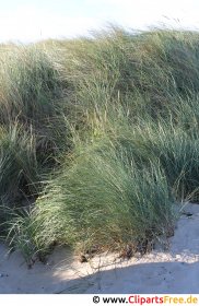 Plants on the beach at the Baltic Sea free image