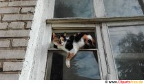 Katze sitzt am Fenster