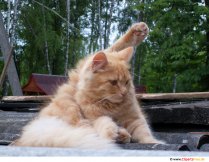 Червена котка снимка, изображение безплатно