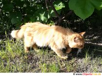 Rote Katze im Garten Foto kostenlos