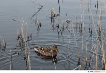 Graue Ente schwimmt im Wasser Foto