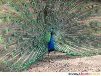 Kostenloses Foto Pfau