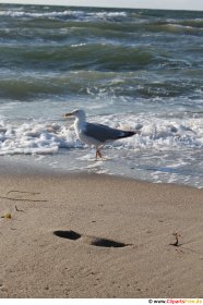 Lachmöwe  auf dem Strand Foto kostenlos